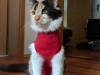 IMG-20180925-WA0001